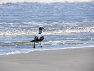 Coast Living Vacation Rentals | Galveston Wildlife